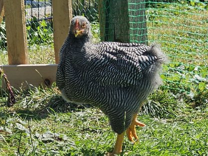 Bild 2:Plymouth Rock Hahn