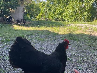 Bild 9:Hähne, Henne und Bruteier