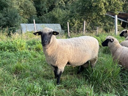 Shropshire Bock