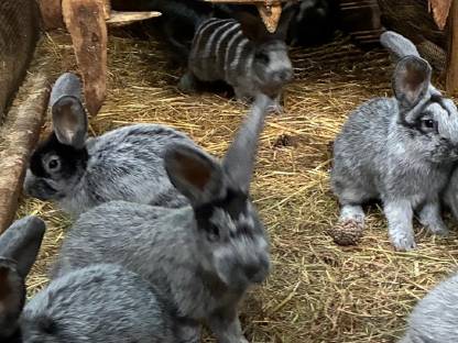 Kaninchen