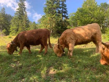 Bild 2:Hochlandrinder Kalbinnen BIO