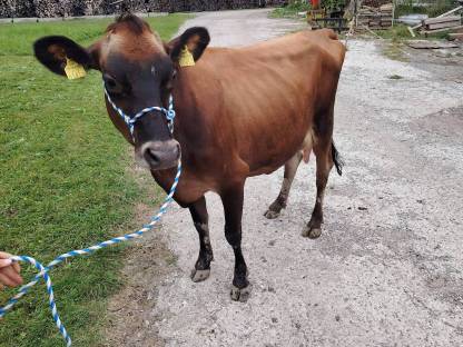 Bild 2:Jersey Jungkuh