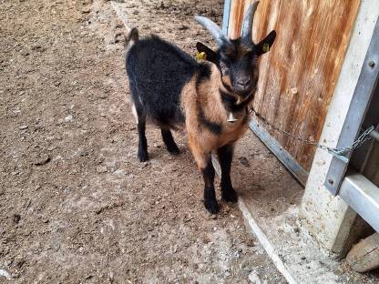 Bild 4:Ziegenbock