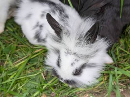 Bild 5:Kleine süße Löwenkopf Zwergkaninchen