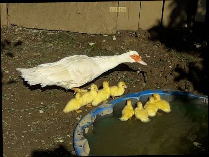 Bild 8:Landenten,Moschusenten,Laufenten