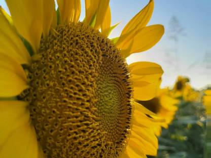 Organic Sunflower