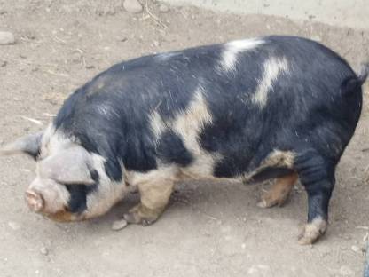 Kune Kune Eber