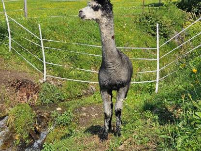 Bild 2:Alpakahengst T Jerry