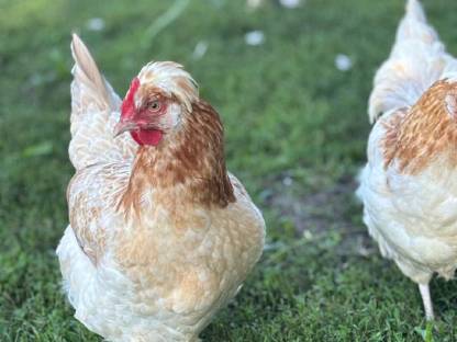 Bild 8:Bruteier und Jungtiere vom Sulmtalerhuhn, weizenfarbig