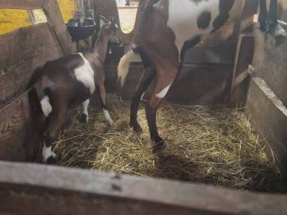 Bild 2:Tauernschecken kitz