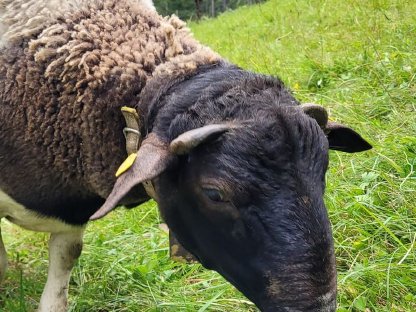 Bild 5:Dorper Widder