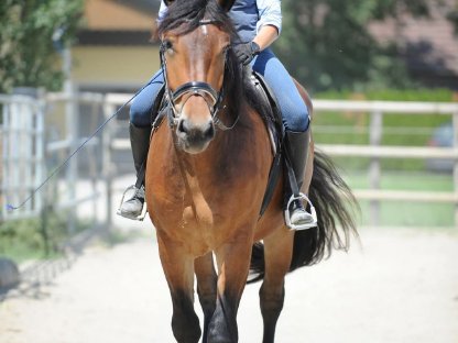 Bild 4:Schicker 3-jähriger Noriker Wallach Wiko Vulkan XVIII