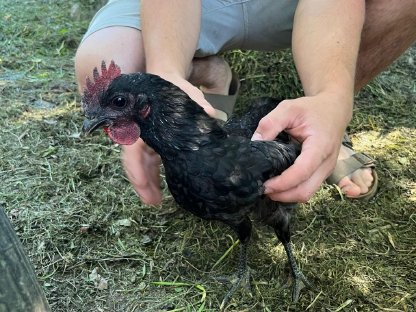 Bild 2:Ayam Cemani Junghahn