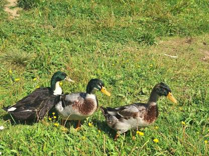 Bild 2:Enten