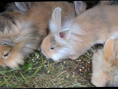 Bild 5:Löwenkopf-Zwergkaninchen zu vergeben