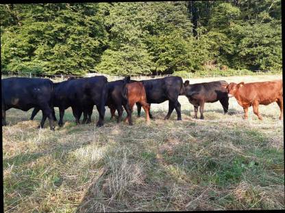 Bild 2:Almrecht, Weiderecht, Auftriebsrecht