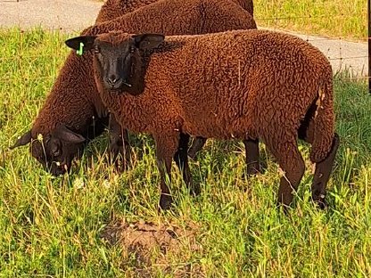 Bild 5:Jura-Lämmer, weiblich und männlich