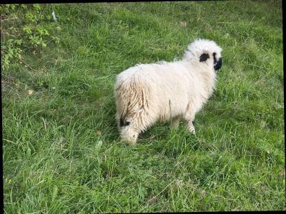 Bild 4:Walliser Schwarznasenwidder