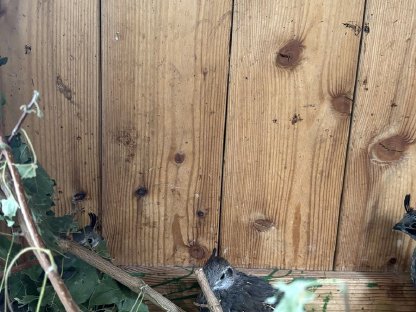 Bild 3:Schopfwachteln zu vergeben