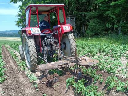 Bild 4:Verkauf von Speisekartoffeln