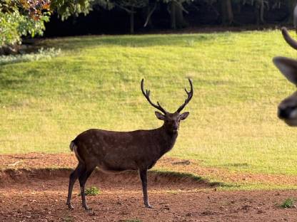 Sikawild Nippon Sikahirsch