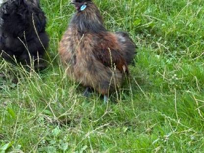 Bild 3:Zwergseidenhähne