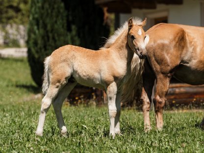 Haflinger Hengstfohlen „Axel“