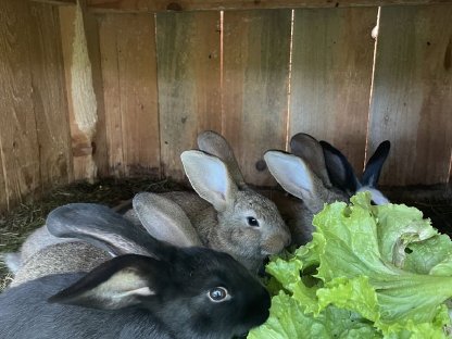Kleine Hasen zu verkaufen