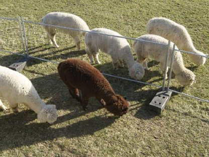 Bild 8:Alpaka Verkauf, Alpakas im Paket