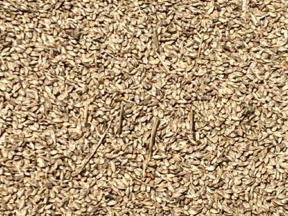 Bild 4:Futterdinkel in Spelz oder geschält
