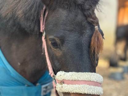 Bild 4:Shetland Pony Stute