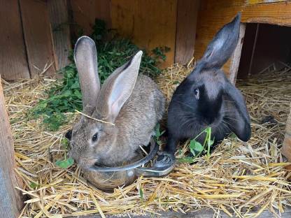 Bild 3:Riesenwidder-Mixe