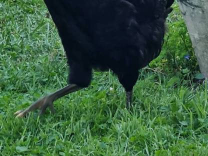 Bild 2:Schwarzer Hahn