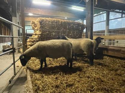 Bild 3:Suffolkböcke