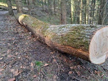 Bild 7:Verkaufe Bergahorn- und Eschenstämme Blochholz Rundholz