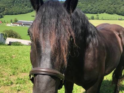 Bild 2:Noriker Wallach