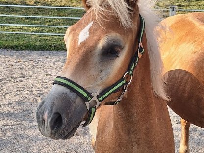 Bild 4:Haflingerhengstfohlen Wailando