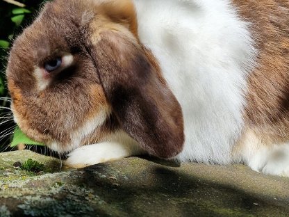 Vergebe wunderschönen Minilop Rammler mit blauen Augen