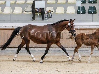 Bild 4:Deutsches Reitpony Mastro's Vayana