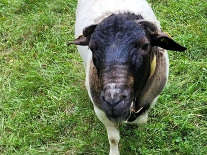 Bild 2:Dorper Widder
