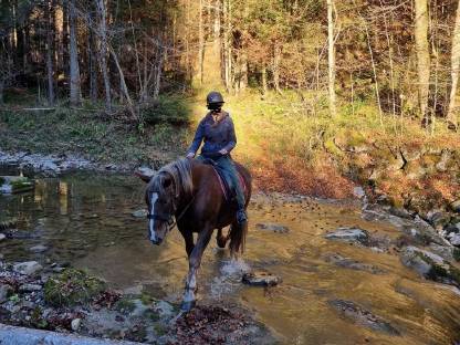 Bild 3:Norikerstute (5 Jahre) - liebevoller Platz gesucht