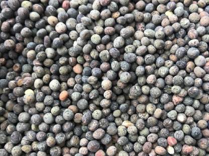 Bild 2:Bio-Winterwicke