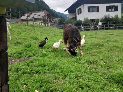 Bild 5:Laufenten Erpel