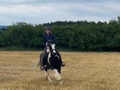 Bild 5:Charly – Ausdrucksstarker Irish Cob Wallach
