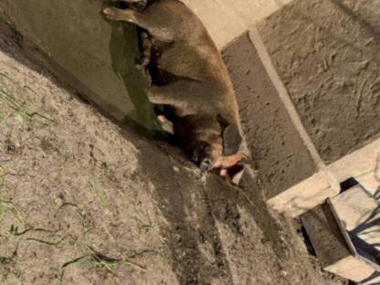 Bild 4:Duroc Ferkel, Iberico, Schwäbisch-Hällisch, Berkshire