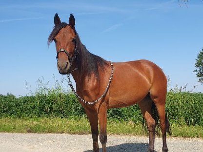 Bild 4:Brave Stute sucht Bestplatz