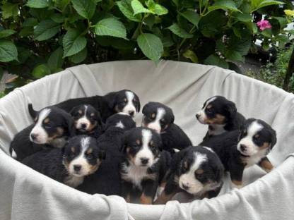 Berner-Sennen x Entlebucher-Sennen Hundewelpen