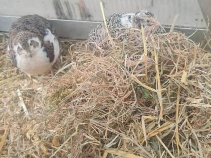 Bild 5:Wachtel Gockel Hahn