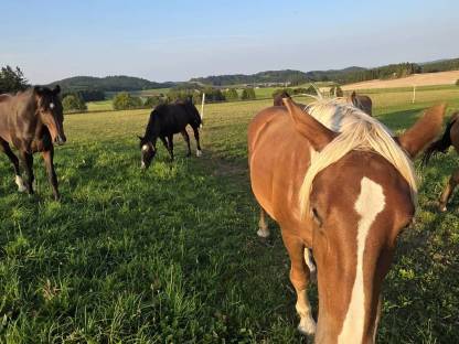 Bild 6:2 Noriker Hengst Jährlinge