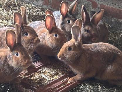 Bild 5:Weibliche Hasen